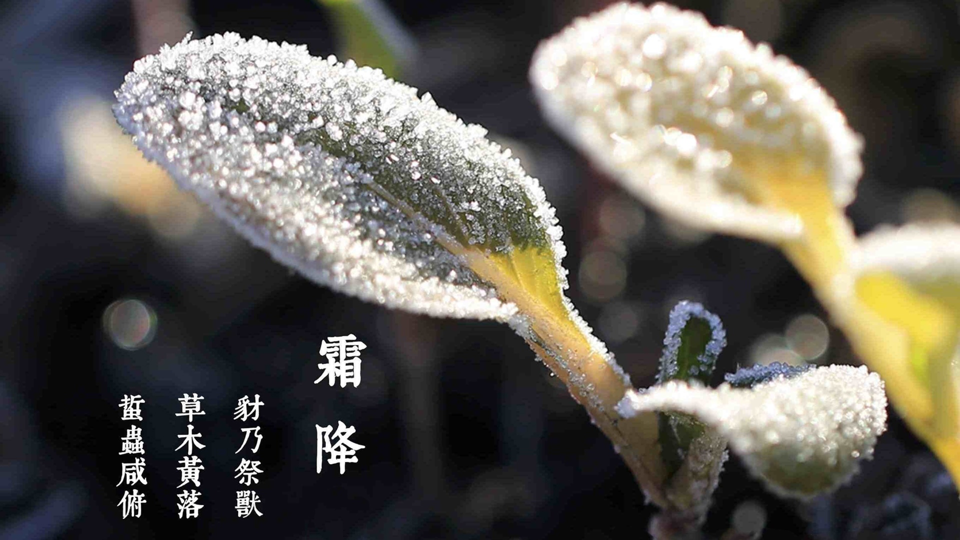 【霜降】秋天最后的收梢