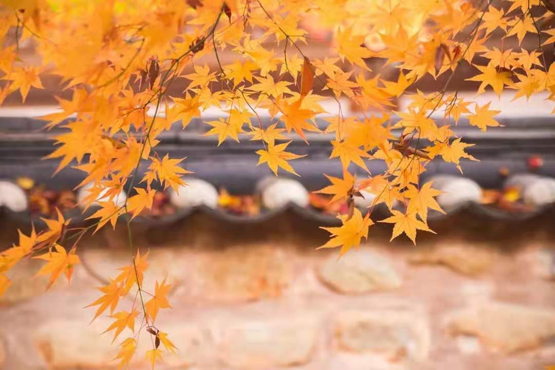 秋分：天渐凉，愿珍重